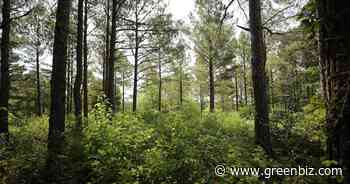 Activating every acre: democratizing forest carbon markets | Greenbiz - GreenBiz