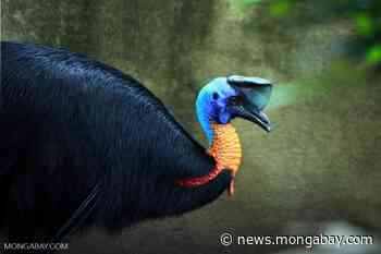 Forest clearing for crop program in Papua may unleash massive emissions - Mongabay.com