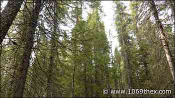 Not so Forested Forest City - 106.9 The X