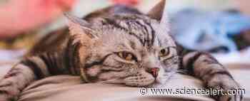 A Cat in Pennsylvania Caught The Delta Variant. But It's Not All Bad News - ScienceAlert