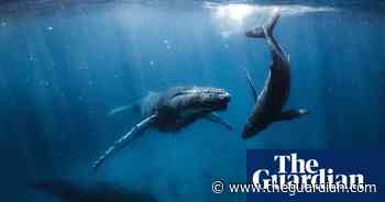 A Blue New Deal by Chris Armstrong review – a manifesto for the oceans - The Guardian