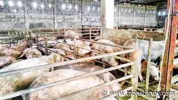 Alertan por carne de desecho en taquerías de Macuspana - Tabasco HOY