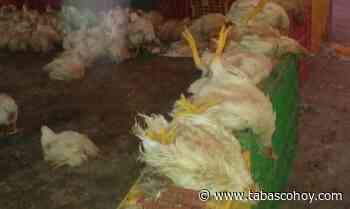 Descubren ‘mercado negro’ de carne en Macuspana - Tabasco HOY