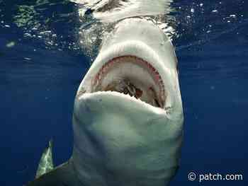 Bull Sharks Toothy Grin Captured By Free Divers Camera In FL - Patch