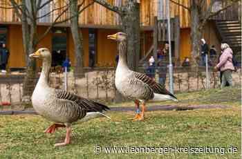 Vogelgrippe im Kreis Böblingen - Leonberg behält Gänse im Auge - Leonberger Kreiszeitung