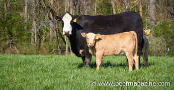 Favorable markets call for a fresh look at your breeding