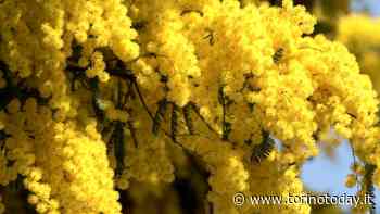 Festa della Donna a Chieri: arte, teatro cinema e tante altre iniziative - TorinoToday