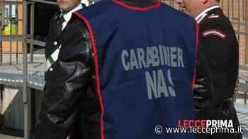 I Nas in uno stabilimento: sequestro di oltre 16mila uova e “fermo” di centinaia di galline - LeccePrima