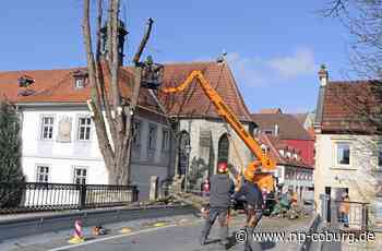 Kronacher Spitalbrücke - Kastanien müssen weichen - Neue Presse Coburg