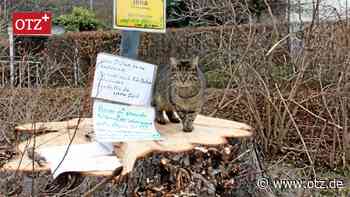 Anwohner aufgebracht und traurig: Kastanien in Jena für Brücken-Erneuerung gefällt