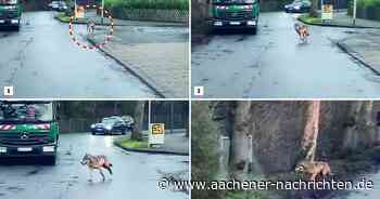 Sichtung an Forster Linde: Wieder ein Wolf in Aachen entdeckt