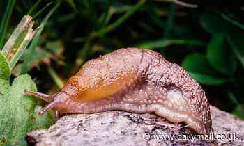 Slugs and snails will no longer be classed as pests by the Royal Horticultural Society