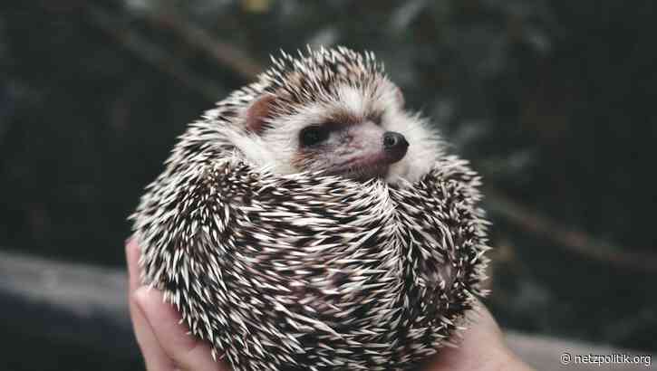 Wochenrückblick KW9: Von Sanktionen für russische Staatsmedien und Netzsperren für xHamster