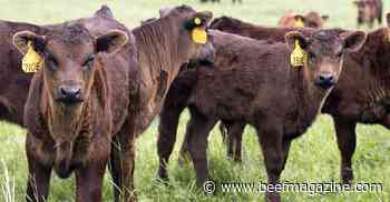 Consider price insurance for your 2022 calf crop