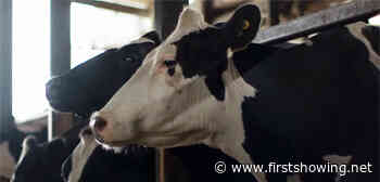 Official US Trailer for Andrea Arnold's Dairy Cows Farm Doc 'Cow'