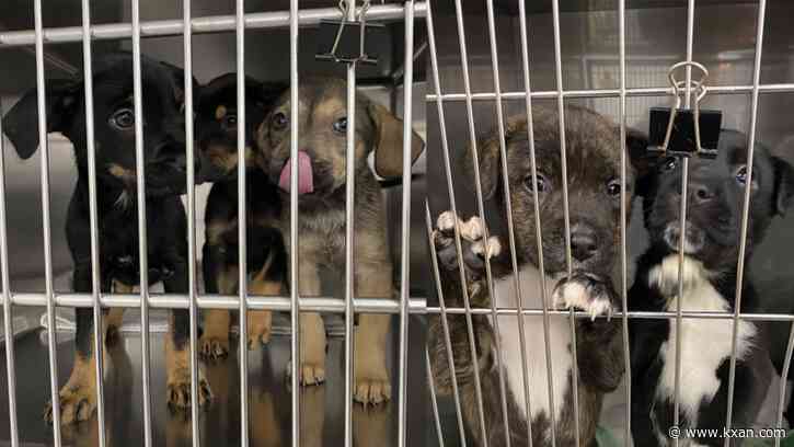 80 animals from 1 home drive need for puppy adoptions in Bastrop shelter