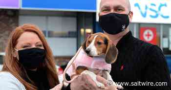 Mount Pearl family never gave up hope that Maggie the beagle puppy, missing since New Year's Eve, would be found - Saltwire