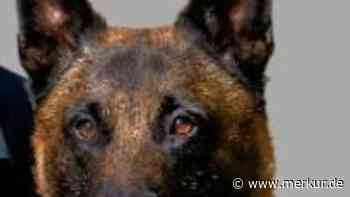 Polizeihund findet in Gauting vermisste Frau - Merkur.de