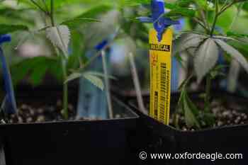 Industrial medical marijuana grower Good Day Farms hopes to bring legal cannabis to Lafayette County - The Oxford Eagle - Oxford Eagle