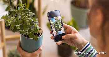 Become an Instant Plant Expert With $39 Off a NatureID Lifetime Subscription     - CNET