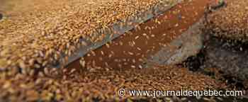 Record absolu pour le blé américain, dopé par la spéculation et l’Ukraine