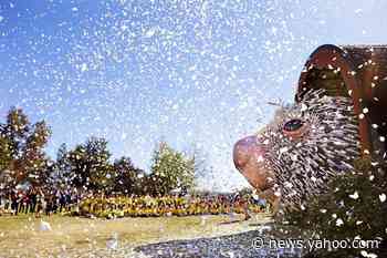 This May Be The World’s Largest Puppet