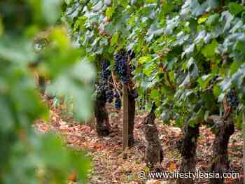 Try these lesser-known Burgundy wines that are equally stunning - Lifestyle Asia Kuala Lumpur