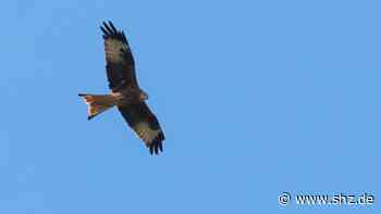 Gemeindevertretung: Kosten für den Bau des Tasdorfer Ortsgemeinschaftshauses gestiegen | shz.de - shz.de