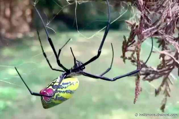 Big, Invasive Parachuting Spiders Will Begin To Cover Entire East Coast, Experts Say