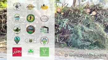 Atripalda, tagli a pineta Sessa: associazioni sul piede di guerra - Irpinia TV