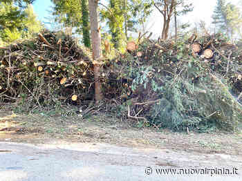 Pineta Sessa di Atripalda, le Associazioni: basta motoseghe - Nuova Irpinia - Nuova Irpinia