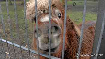 Witten: Pferd bis Python - Amt muss Haltern 83 Tiere entziehen - WAZ News