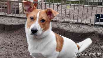 Witten: Fundhund Twix wurde einfach nicht abgeholt - WAZ News