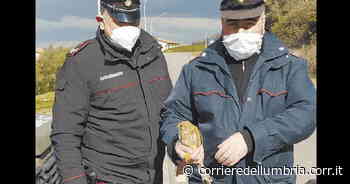 Perugia, falchetto salvato a Piegaro dai carabinieri: aveva un'ala spezzata - Corriere dell'Umbria