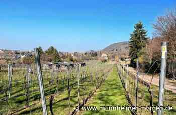 Grüne Weinberge in Heidelberg-Rohrbach sollen erhalten bleiben - Heidelberg - Nachrichten und Informationen - Mannheimer Morgen