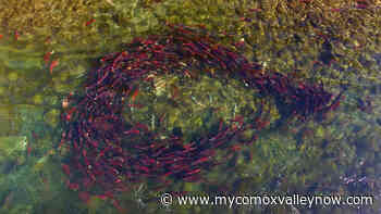 Documentary shows Indigenous partnership to rebuild wild salmon - My Comox Valley Now