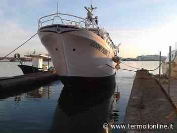 «Abbiamo cercato di rianimare lo squalo capopiatto e poi rigettato in mare» - Termoli Online