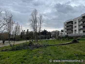 Salviamo gli alberi, parte il piano di gestione del rischio - Termoli Online