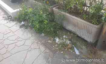 Stop al fenomeno del littering, noi vogliamo una città pulita e voi? - Termoli Online