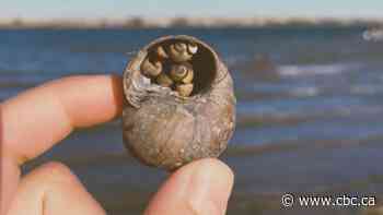 New study on Chinese mystery snail could help manage spread in Alberta