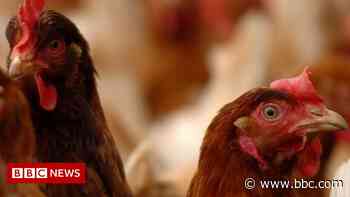 Grimsby poultry farm bird flu outbreak leads to cull - BBC.com