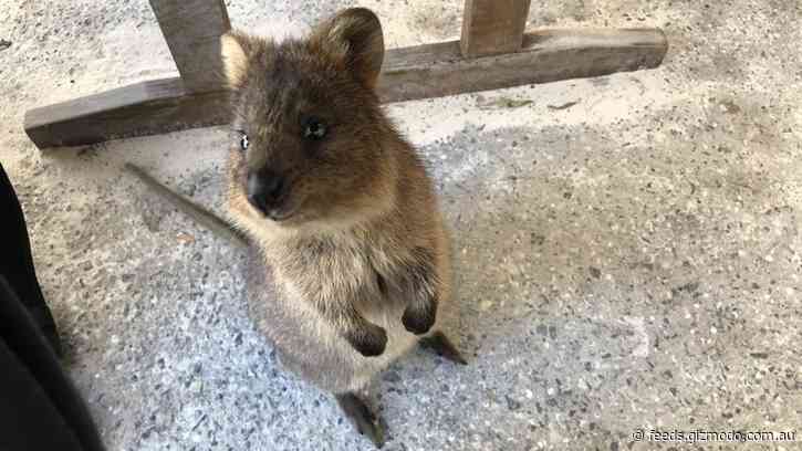 Quokka-sized Fossil Species Show Kangaroos Evolving To Eat Leaves (For the Fourth Time)