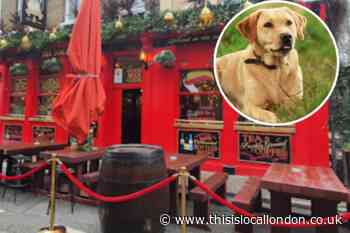 Lewisham’s best dog-friendly pubs for a rainy weekend