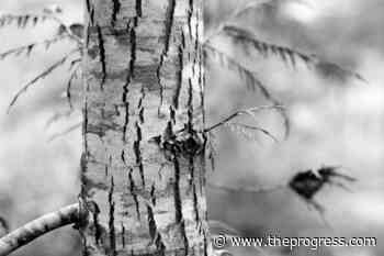 Fraser Valley nature photographer to discuss methods in online artist talk – Chilliwack Progress - Chilliwack Progress