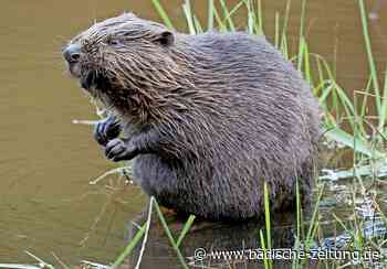 Er ist gekommen, um zu bleiben - Breisach - Badische Zeitung