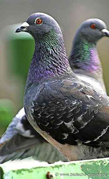 Mehr Tauben in der Stadt - Breisach - Badische Zeitung