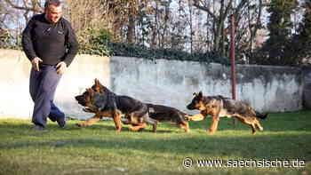 Riesa: Nach Riesa geflüchtet mit nichts - außer fünf Hunden - Sächsische.de