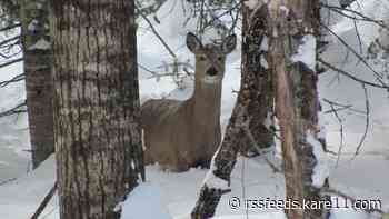 This brutal winter has been tough for deer, too