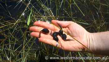 Eco News | We've entered the age of solastalgia - Western Advocate