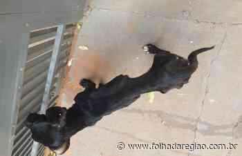 PM Ambiental apreende dois cães em Birigui e autua dona em R$ 6 mil por maus tratos - Folha da Região